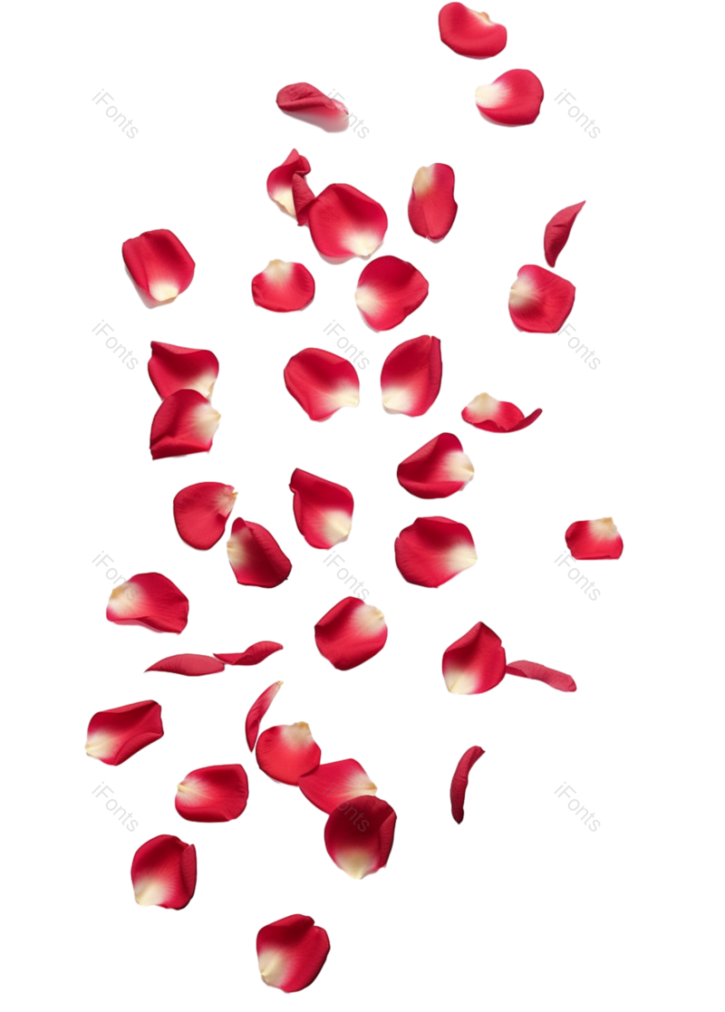 装饰图片,花瓣装饰元素,520PNG,玫瑰花免抠素材